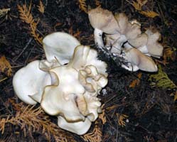 The habitat for these Clitocybes included Arbor Vitae and White Pines. 